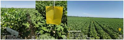 Study on plant protection unmanned aerial vehicle spraying technology based on the thrips population activity patterns during the cotton flowering period